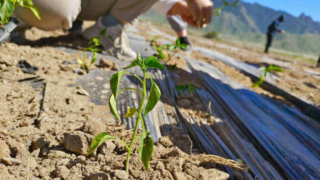 走进田园 播种希望|w66国际·利来(中国)最给力的老牌物流春种团建活动
