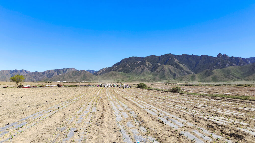 走进田园 播种希望|w66国际·利来(中国)最给力的老牌物流春种团建活动